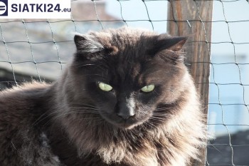 Siatki Oświęcim - Zabezpieczenie balkonu siatką - Kocia siatka - bezpieczny kot dla terenów Oświęcimia